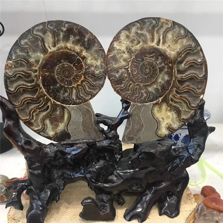 Large Stone Crystal Snail fossil Conch Ammonite fossil for Sale