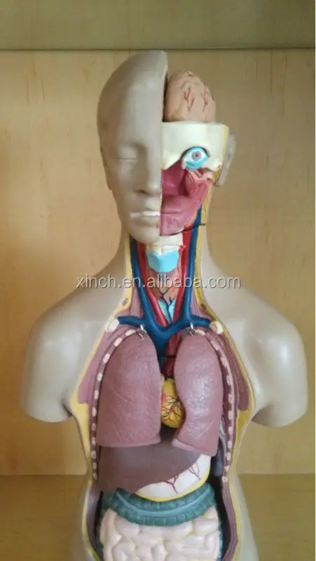 Туловище унисекс 55 см 20 частей модель человеческого тела