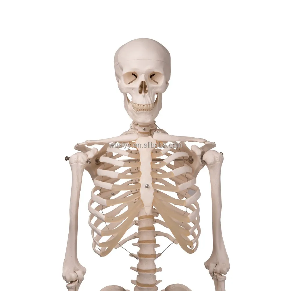 Модель «скелет человека (170 см)» (на роликовой подставке)