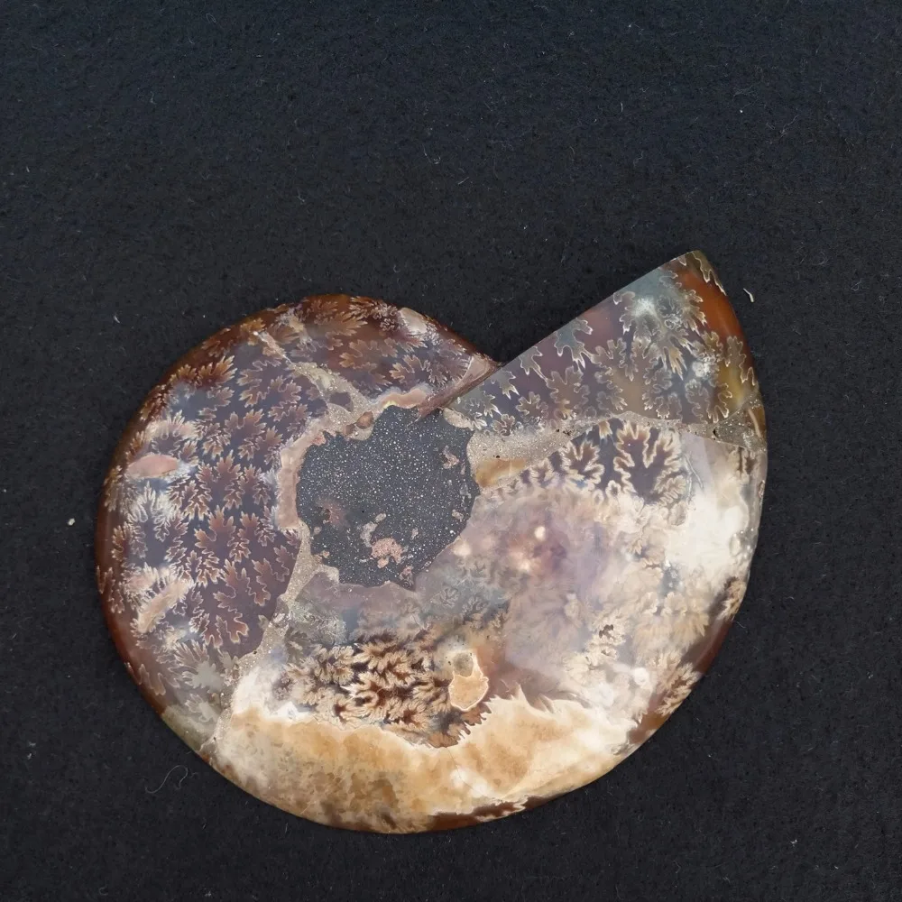 Large Stone Crystal Snail fossil Conch Ammonite fossil for Sale