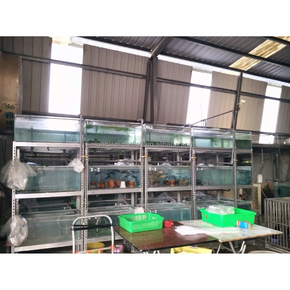 Горячая Распродажа рыба аристохромис красный топ