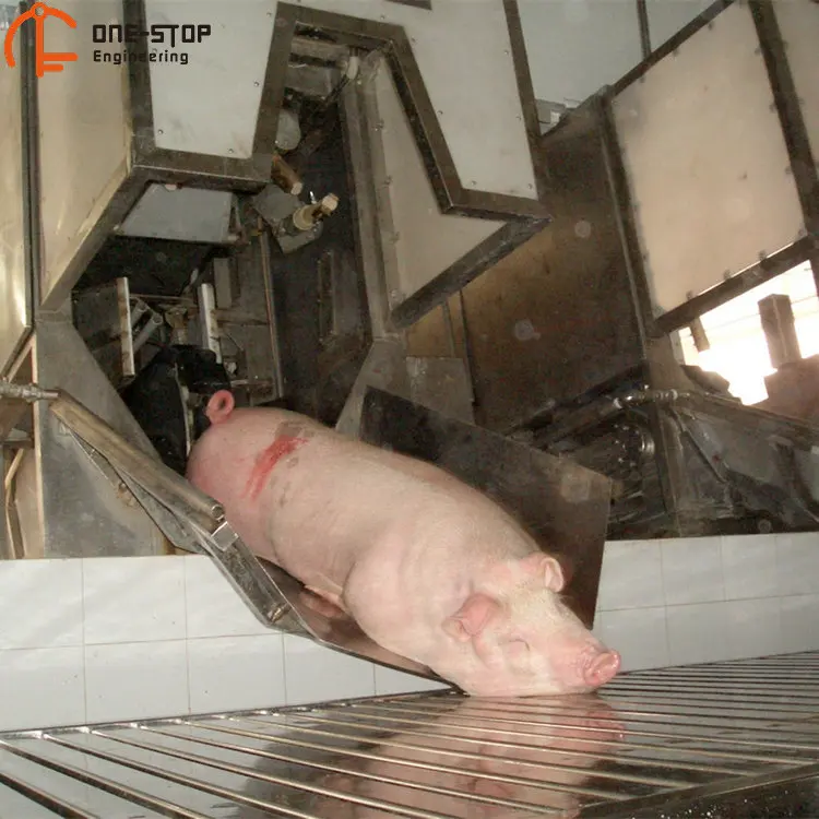 Pig electric stunner on mechanical pig slaughtering line in pig slaughterhouse
