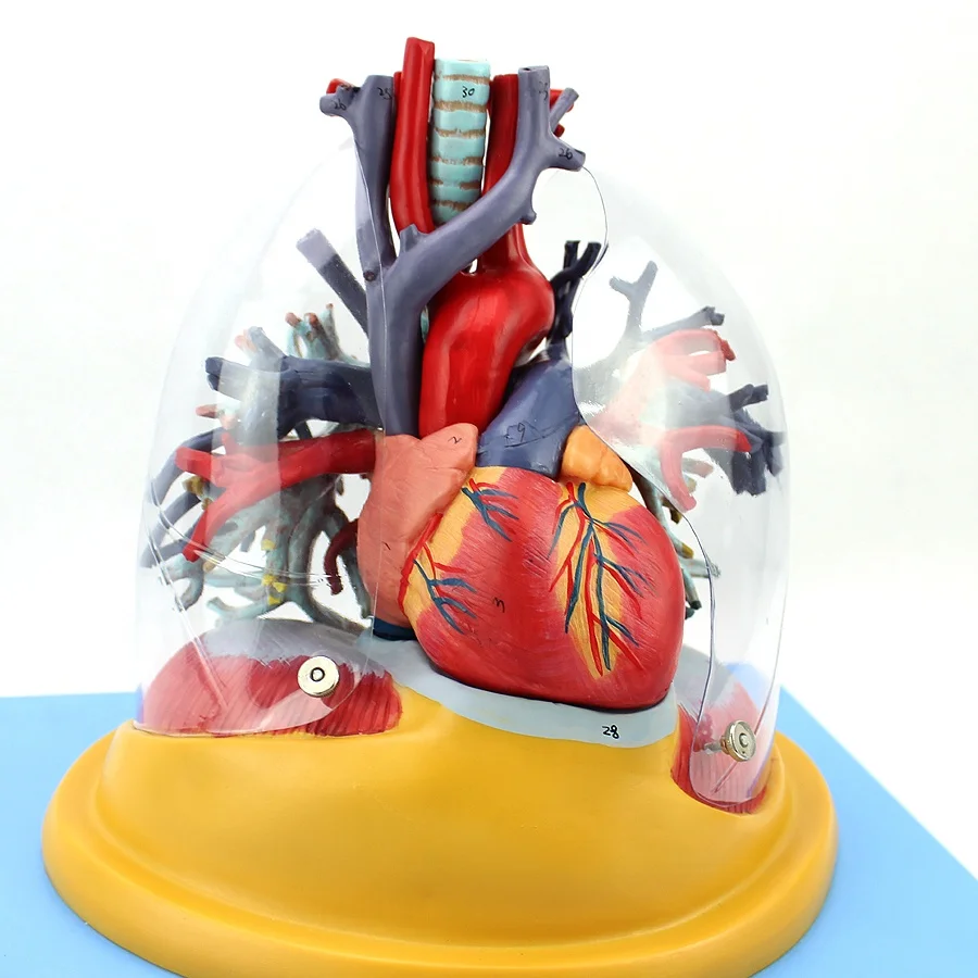 medical human heart, lung and trachea tree model