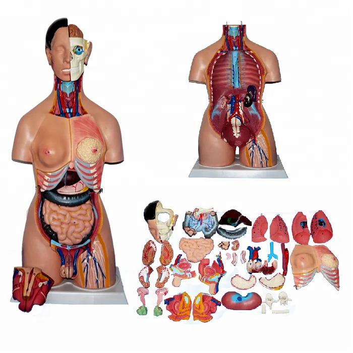 Human Male Torso Anatomy : Amazon Com Tdoubeauty Products Human Male Man Anatomical Torso Model 42 Cm 13part Industrial Scientific / Human torso anatomy pelvic block lecture 3:
