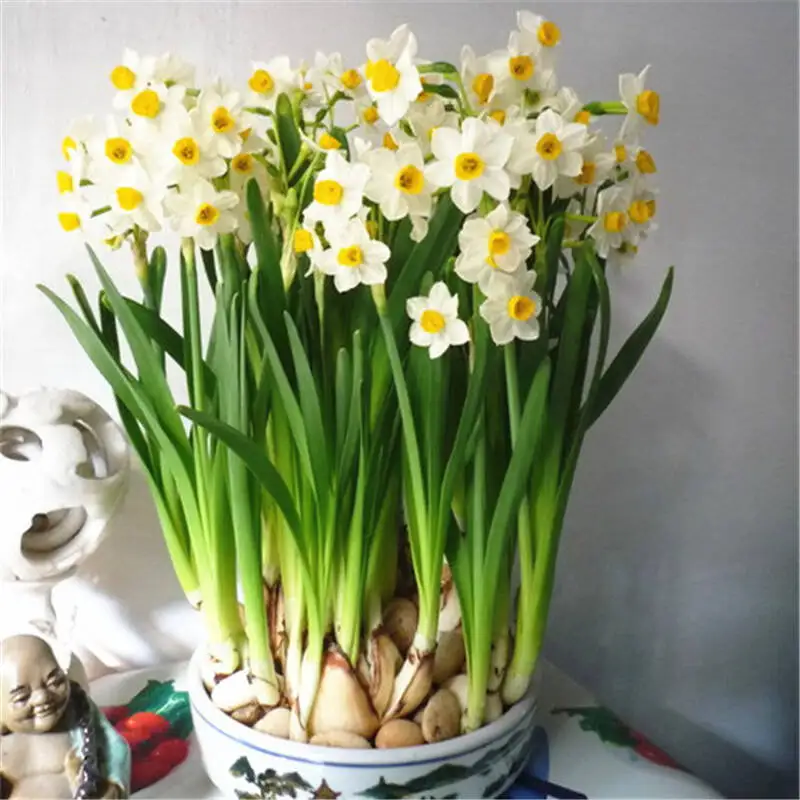 Indoor Plants Narcissus Tazetta L Var Chinensis Roem Daffodil Flower Bulbs Buy Daffodil Flower Bulbs Indoor Plants Narcissus Tazetta L Var Chinensis Roem Narcissus Tazetta L Var Chinensis Roem Bulbs Product On Alibaba Com