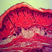 Набор слайдов для микроскопа с животными изучения качества исследования зоологии гистологии подготовленные слайды