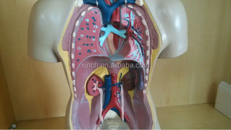 Туловище унисекс 55 см 20 частей модель человеческого тела