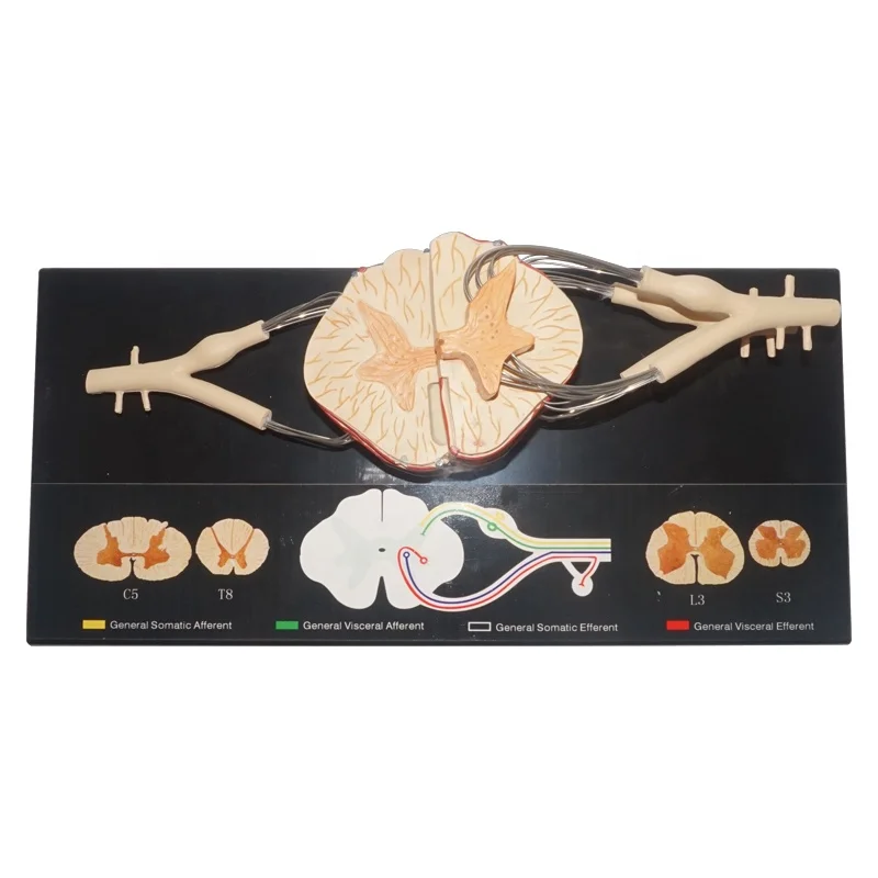 Sistema Nervioso Central De La Médula Espinal Neural Modelo - Buy Sistema  Nervioso Central,Modelo Nervioso Medular,Modelo Nervioso Humano Product on  