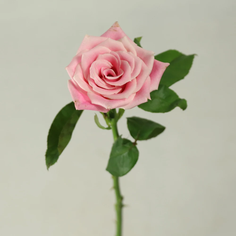Spray De Chrysantemum Para Aniversário,Rosa Do Jasmine - Buy Planta Com Flor  De Jasmim Flor,Flores Frescas Cortadas Rosa,Crisântemo Spray Kunming  Product on Alibaba.com