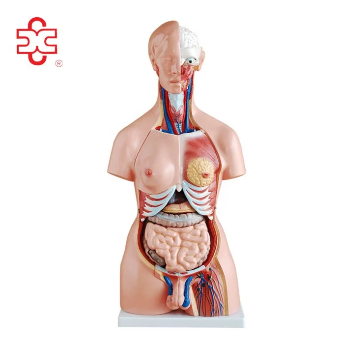 ANATOMY - FEMALE 解剖学模型 XC-204 Xincheng Scientific Industries Medical Anatomical Model