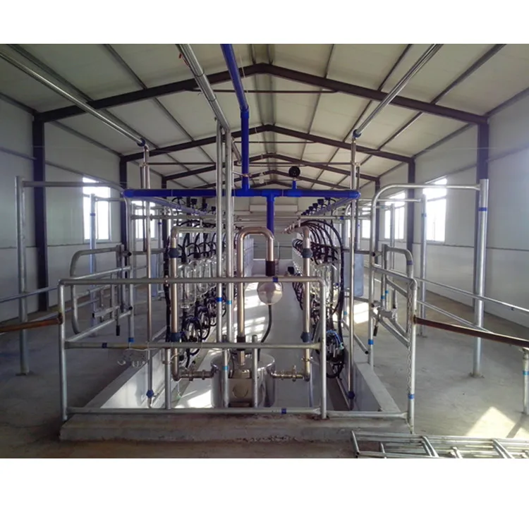Hot Sale Automatic Milking System Cow