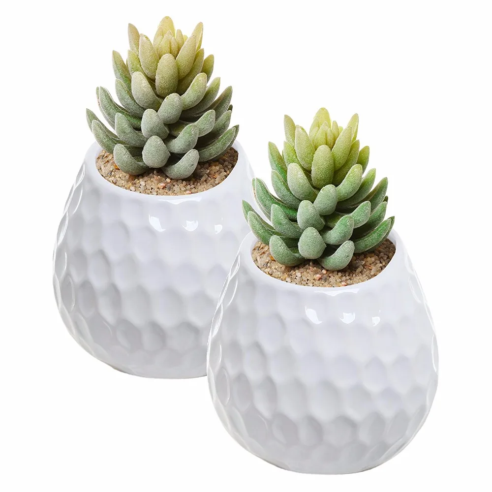 audrey ficus care instructions Ficus, Audrey 6