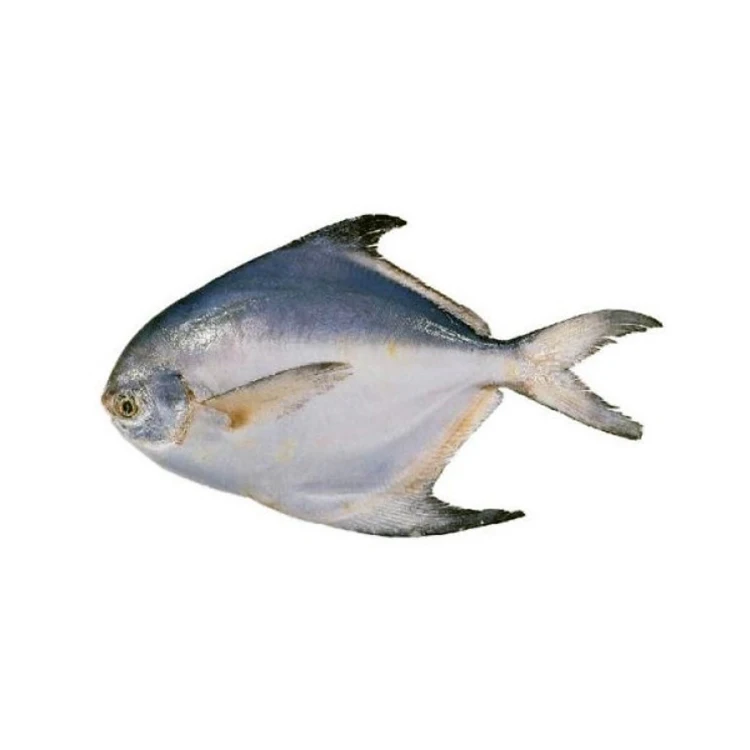 Fish pomfret Pomfret Fish