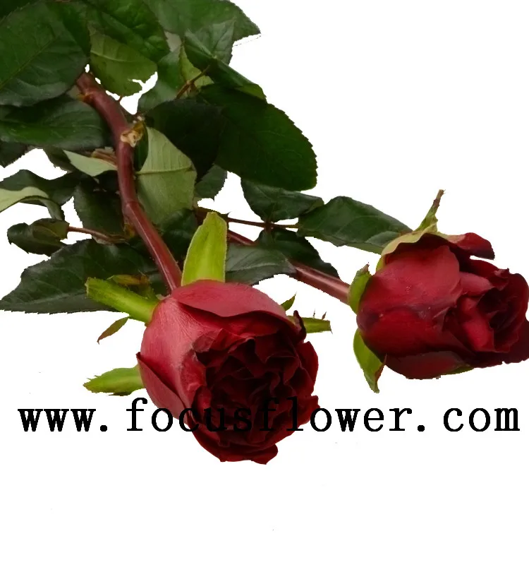 Hermosa Rosa Decorado De Flores Cortadas Frescas Flores De Loto Magia Negro  En Descuento Grande Granjas Provee Directamente - Buy Rosa Flor Paisaje  Product on 