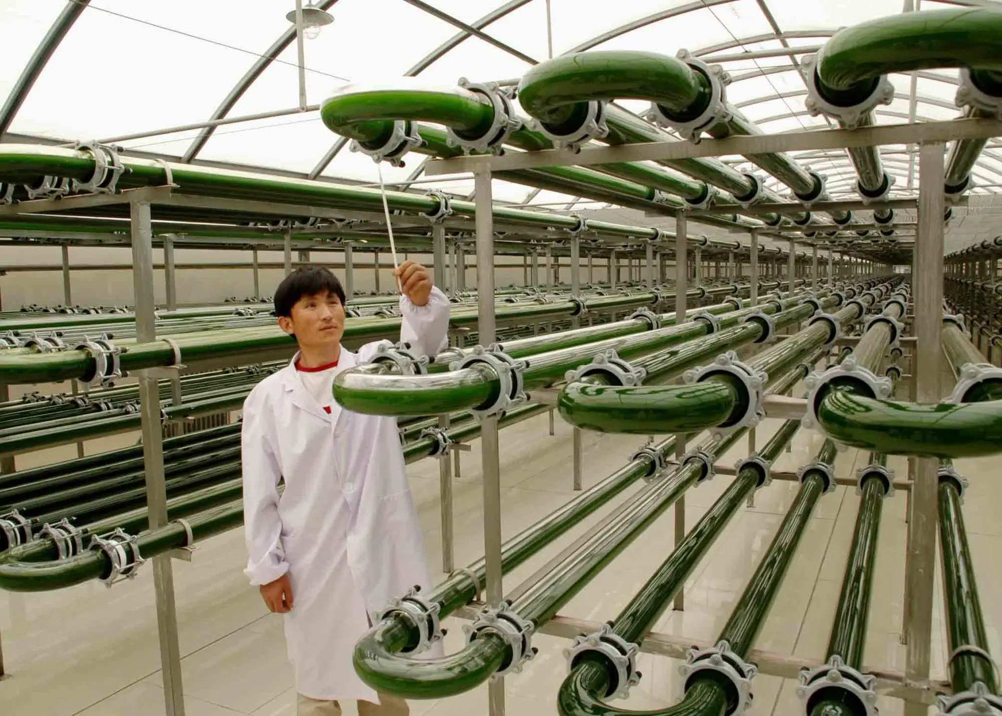 
Органическая хлорелла без тяжелых металлов, микроцистинов, BMAA и других токсинов 