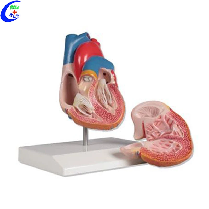 Anatomía Corazón Humano Modelo - Buy Modelo Anatómico De Corazón,Modelo  Anatómico De Corazón Humano,Modelo De Corazón Anatomía Product on  