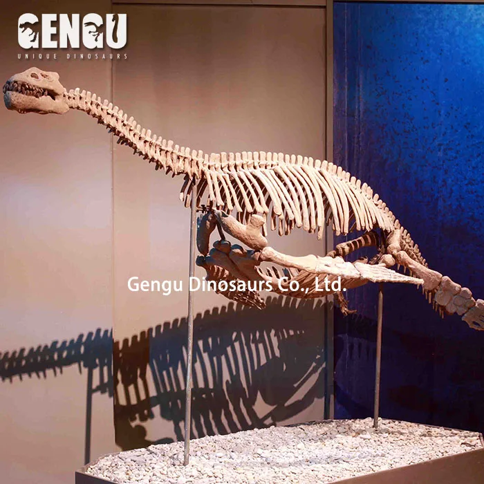 Artificial Dinosaur Skeleton Model Fiberglass Dinosaur Bones for Sale