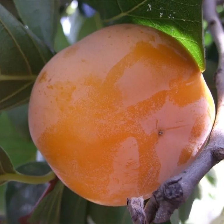 2021 Fresh Fruit Seeds Of Chinese Fruit Trees New Persimmon Seeds Buy Sprayer Pump For Fruit Tree Fruit Trees Plants Tropical Fruits Seeds For Sale Product On Alibaba Com