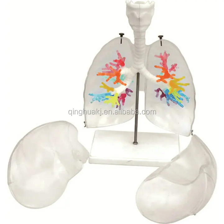 Transparent Lungs Model with Bronchial Tree - Anatomy Teaching Tool