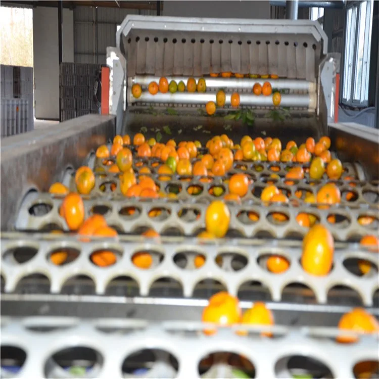 Lemon Fruit Size Weight Grading Sorting Machine Sorter