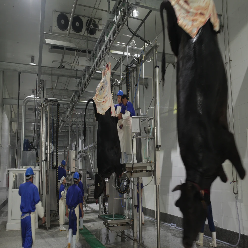 Meat processing equipment machines Abattoir slaughterhouse cattle and pig slaughtering line
