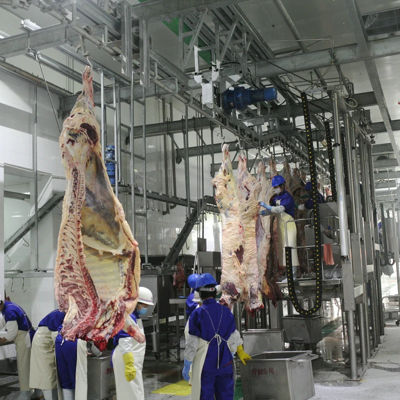 Cow slaughterhouse with meat processing and boning machines