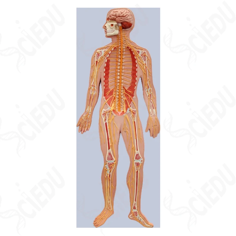 Cuerpo Humano,Sistema Nervioso Anatómico Modelo De Plástico Modelo Humano -  Buy Modelo Anatómico Del Sistema Nervioso Del Cuerpo Humano,Modelo Del Sistema  Nervioso,Modelo Anatómico Product on 