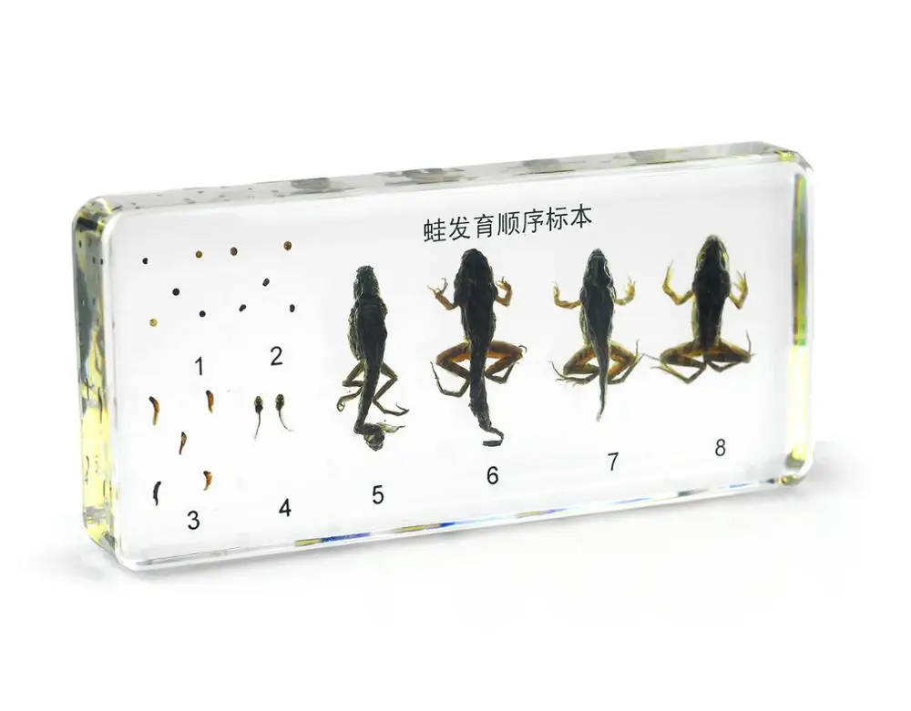 Frog Sample School Teaching Model Frog Life Cycle Embedded Resin Specimens