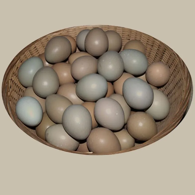Инкубационное яйцо фазана купить. Фазаньи яйца. Яйцо фазана. Яйцо фазана инкубационное. Фазан охотничий яйцо.