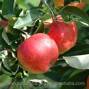 Индийское масло семян яблока