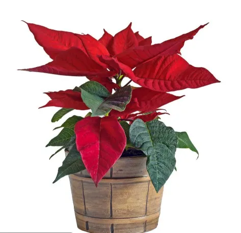 天然植物は赤い花をタイプしますeuphorbia Pulcherrima Willd Et Kl Buy お祝いポインセチア 高 品質お祝いクリスマスの花 美しいクリスマスの花 Product On Alibaba Com