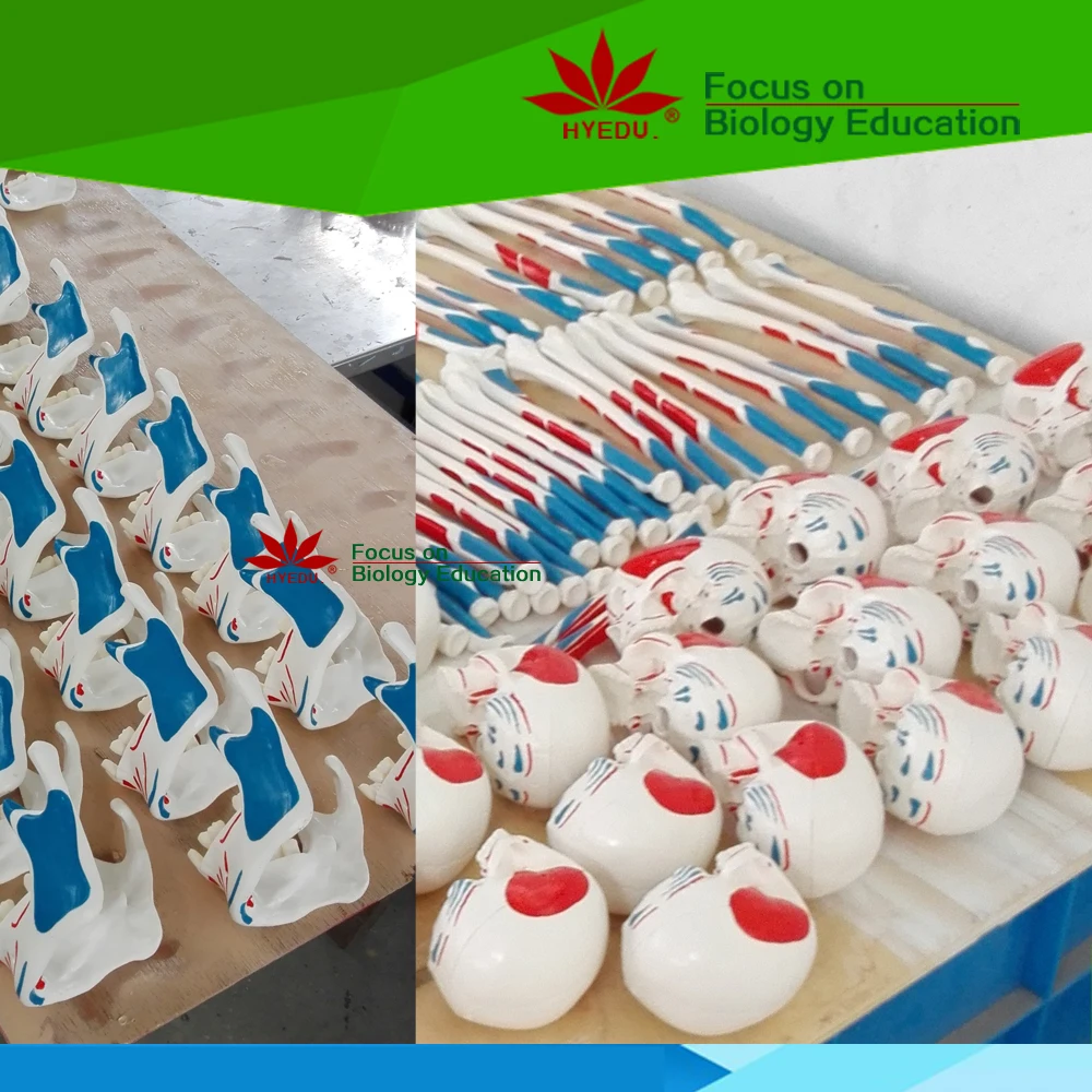 
 Прямая Заводская медицинская научная пластиковая модель зубов собаки  