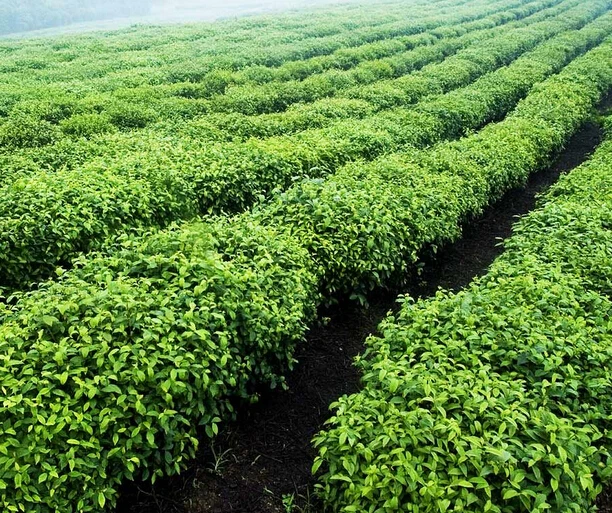 
Органический листовой зеленый чай 