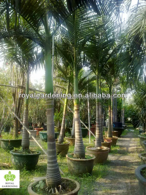 Archontophoenix Alexandrae And Rooted Outdoor Palm Trees Buy Archontophoenix Alexandrae Alexander Palm King Palm Product On Alibaba Com