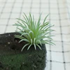 DR057 verde