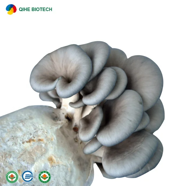 oyster mushroom logs (46)