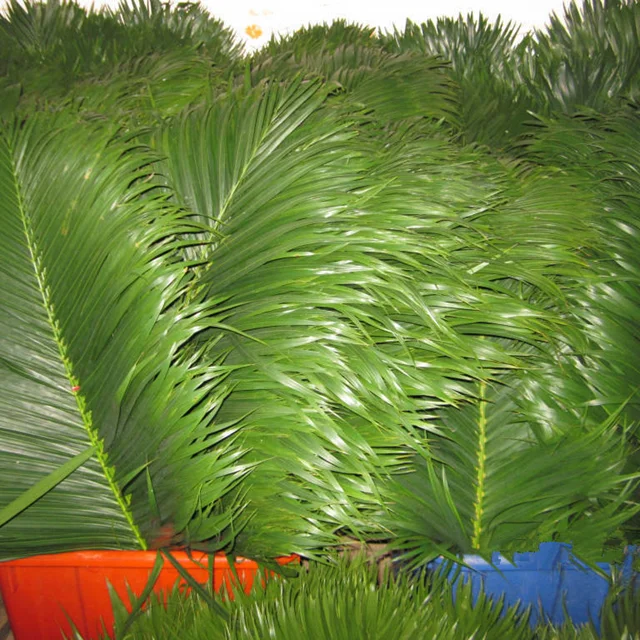 Chrysalidocarpus Lutescens Fresh Cut Leaves Buy Chrysalidocarpu Lutescens Fresh Cut Chrysalidocarpu Lutescens Fresh Cut Leaves Product On Alibaba Com