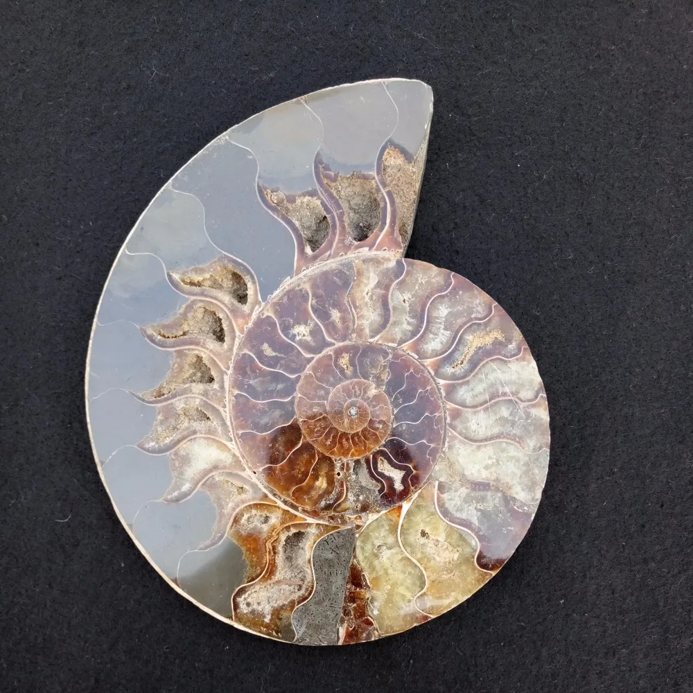 Large Stone Crystal Snail fossil Conch Ammonite fossil for Sale