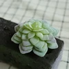 DR061 verde
