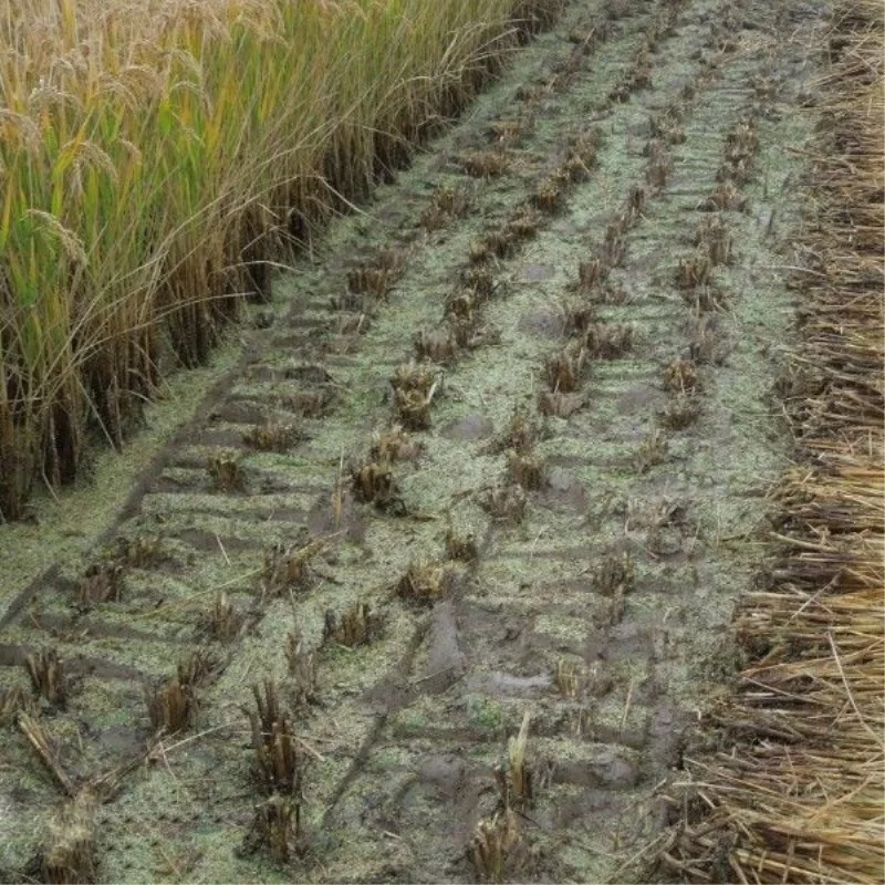 Miwell Wheat Cutting Machine in Pakistan Alfalfa Harvester Mini Soybean Reaper