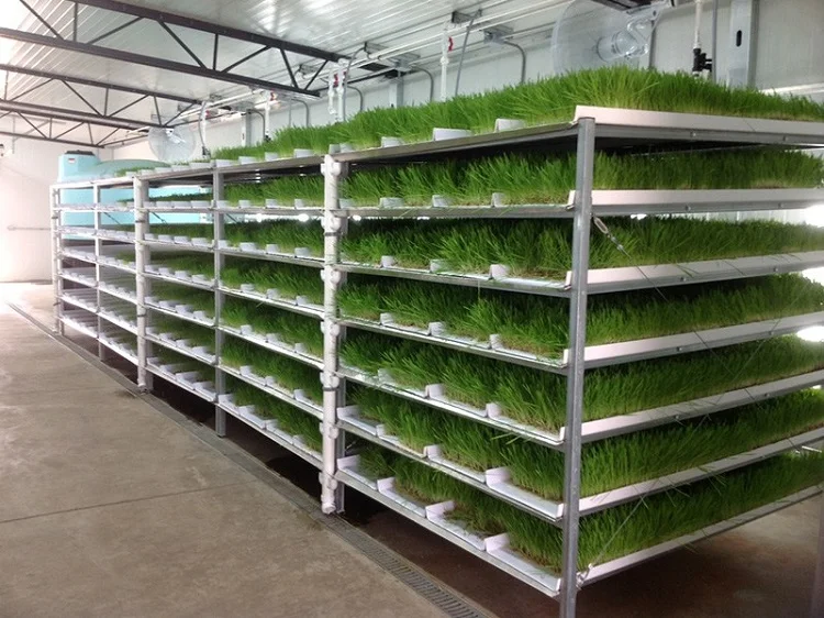 Hydroponic Fodder Profeed Growing System Fodder Nursery Plant Trays Growing System