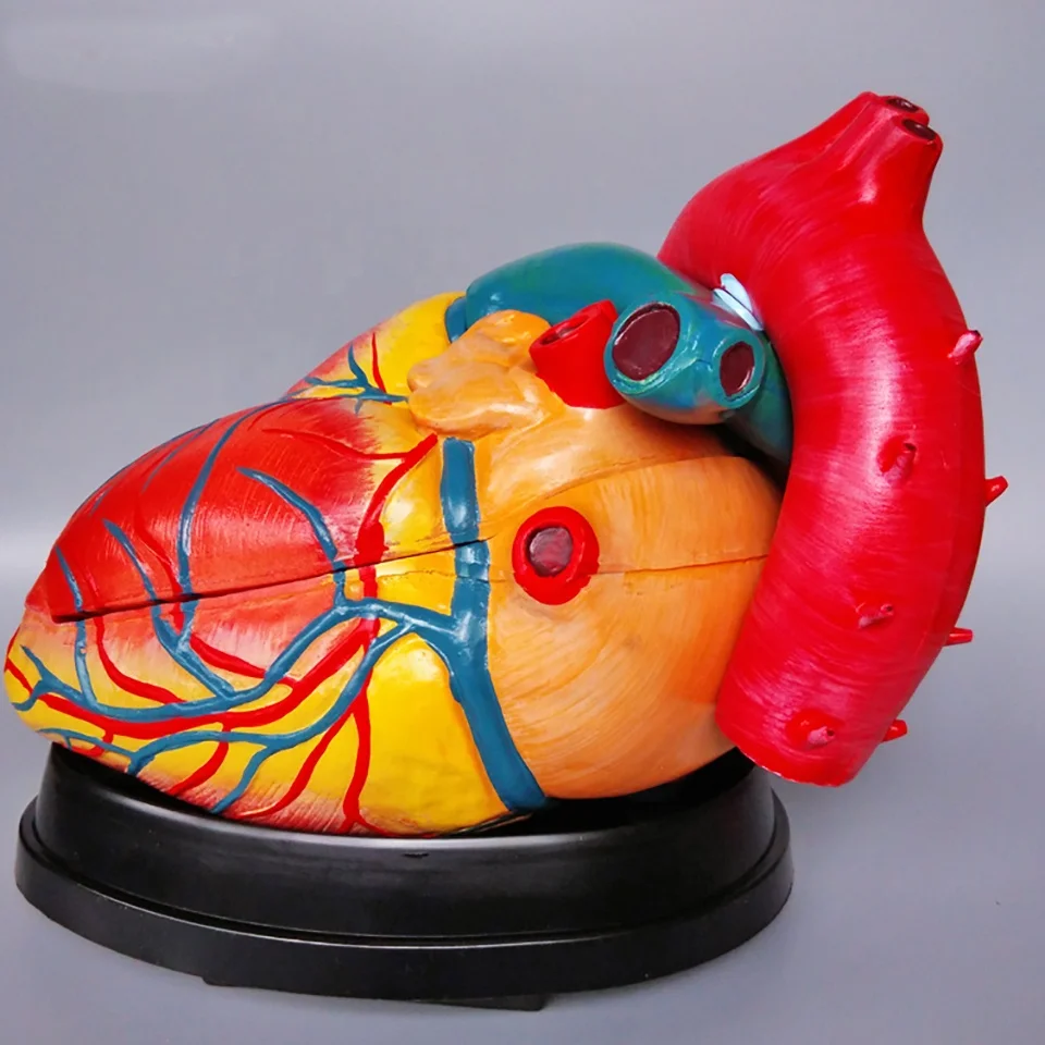 Large Inlfatable Medical Models Medical Anatomical Models Heart Anatomy Human Heart Model Enlarged ...