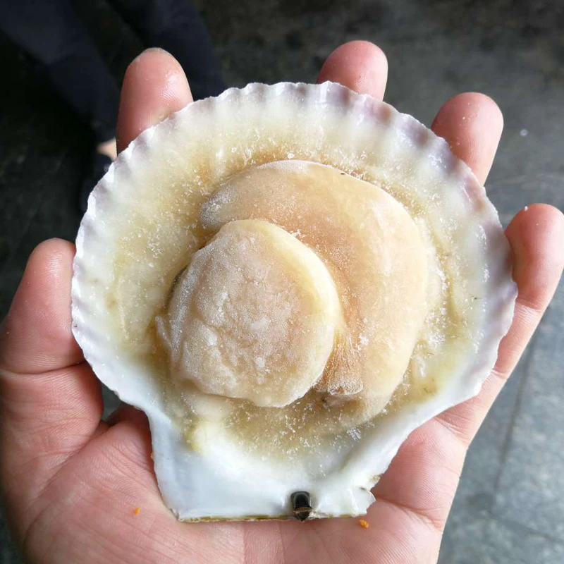 Hokkaido scallop. Морской гребешок на створке с икрой. Вареный гребешок морской. Гребешок на полустворке. Мясо гребешка китай.