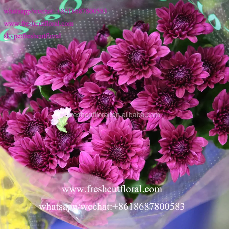 60 To 80 Stem Malaysian Mums Flower For Party Decoration From Yunnan Buy Chrysanthemum Flowers Fresh Cut Spray Chrysanthemum Flowers Fresh Cut Roses Flowers Product On Alibaba Com