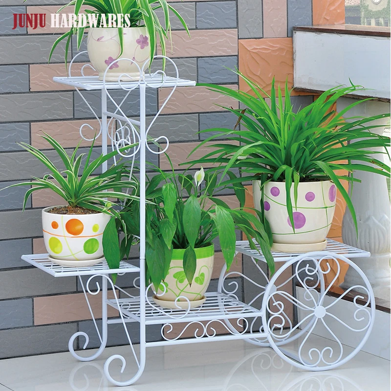 baby bird nest fern Bird's Nest Fern 'Nidus'  Elegant Low-Maintenance Indoor Plant