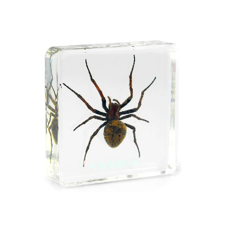 Real Ghost Spider Dried Insect Teaching Embedded Specimen Toys Marine Animal  Specimens For Teaching Aids - Buy Teaching Model For Biology,Ghost Spider  Paperweight,Craft Gift Souvenir Product on 