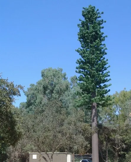 product-1-1 product-1-1