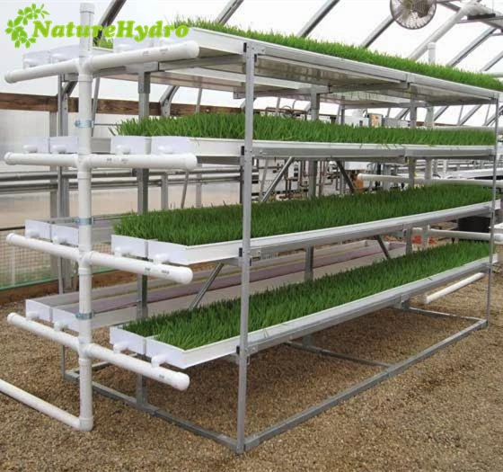 Hydroponic Forage Growing Tray System Barley Grass Indoor Farming