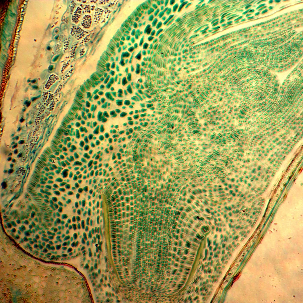 
Учебные предметы для школы, ботания, энтомология, зоология, Микроскопические Стеклянные образцы, набор слайдов, подготовленные слайды для микроскопа 