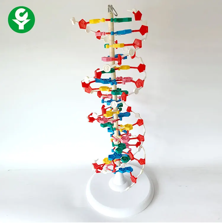 Modelo De Estructura De Molecula De Dna/modelo Anatómico Biológico - Buy  Modelo Anatómico Product on 